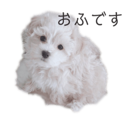 aru_20190411071721 – LINE stickers | LINE STORE