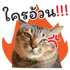 Chokdee Cat - Ao Nang Miti