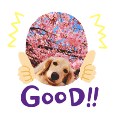 kinako_20190408225958