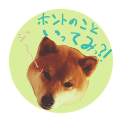 Shiba dog RUI/beeprofile