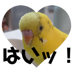 セキセイインコのレモン