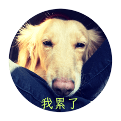 短腿小臘腸