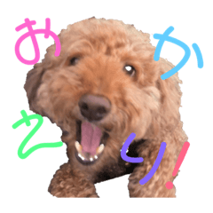 KUMACHAN is toy poodle!