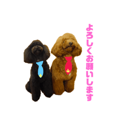 Dogs_20190414003150