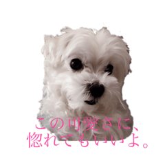 Suzu_201904091722