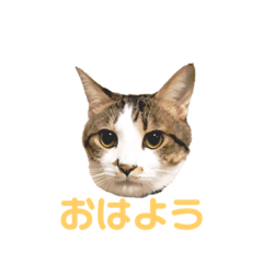 risa_20190326212813r