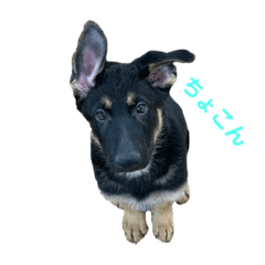 GSD addict_20190409183745
