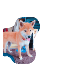 imo_20190409195818