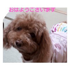 cherry_20190409214052