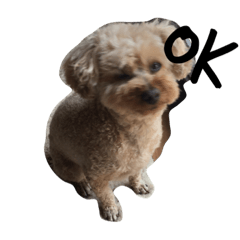 MARON_20190409210943