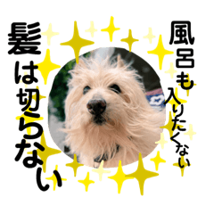 SCOTTISH TERRIER_CHACHAMARU_JP