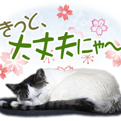 人気猫エルサのモフモフ猫会話【初級編】