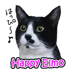 はちわれ猫の日常会話スタンプ Line スタンプ Line Store