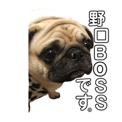 Noguchi BOSS sticker