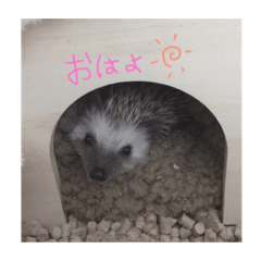 ayumi_20190414111723