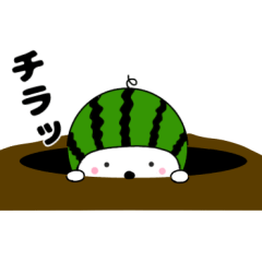 Watermelon cat1