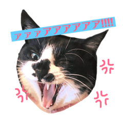 Nao's cat photo sticker!