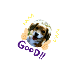 Pon_20190410214208