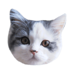 Fuku the Cat