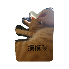 啊橘橘橘橘橘橘