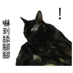 肥貓x笨柴