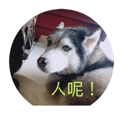 哈士肥肥