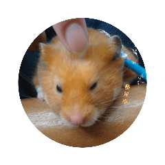 焦糖布丁的生活