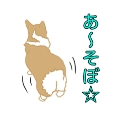 my lovely chocorgi