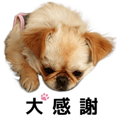 Everyday"KINAKO"<2>Pekingese & Chihuahua