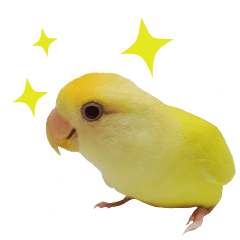 Yellow Love Bird-GuaGua