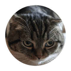 stamp of the cat Maru