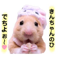 LoveKinchan. Hamster Kintaro's cute day.