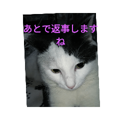 nyanko_20190412223454