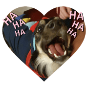 A dog in Australia Part 21