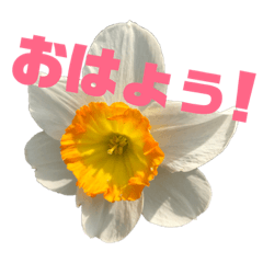 japanese flower stamp(^^)