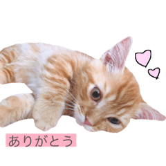 Stamp of cute cat "Tsukushi"