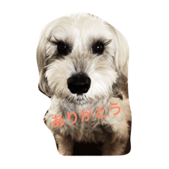 Reiko_20190414231627