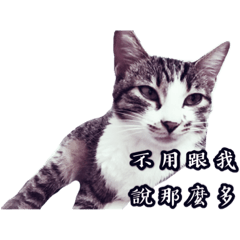 霸氣喵喵
