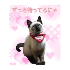 いじられる猫