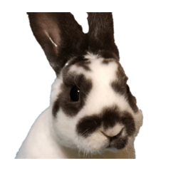 usagi.2019.04.15