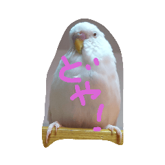chiro_20190415105110