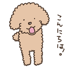 Toy Poodle Momo.Daily