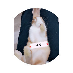 DiDi&wolf
