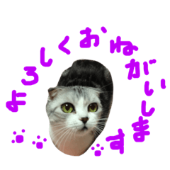 Ruri-Chan cat stamp2(polite form)