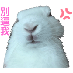 厭世小兔仔