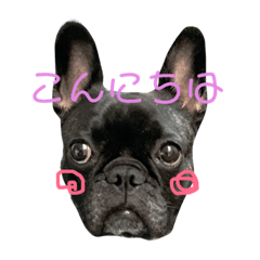 french bulldog hacchan sticker