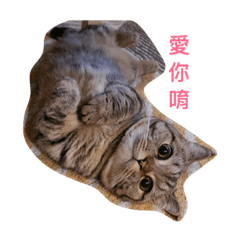 我家的笨笨