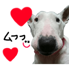 lovely dog miniture bull terrier
