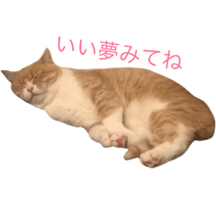 mugi cat3