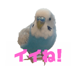 インコスタンプ会話まーくん Line スタンプ Line Store